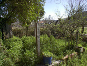 growing-foliage-over-well