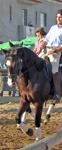 Golega-Sliced-rider