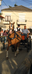 Golega-horse-in-the-streets