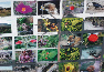 Flora and Fauna