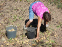 picking spuds